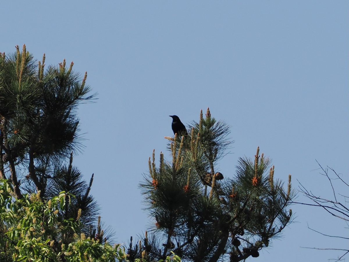 Boat-tailed Grackle - ML636697534