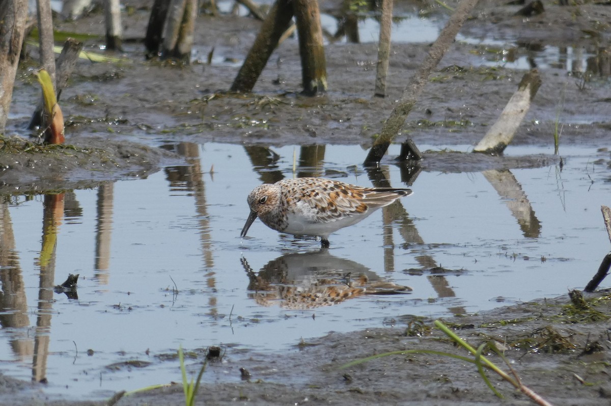 Sanderling - ML636697549