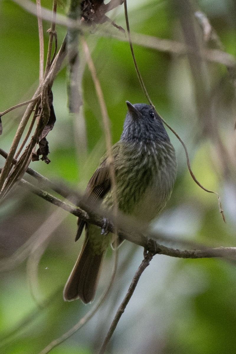Streak-necked Flycatcher - ML636697551