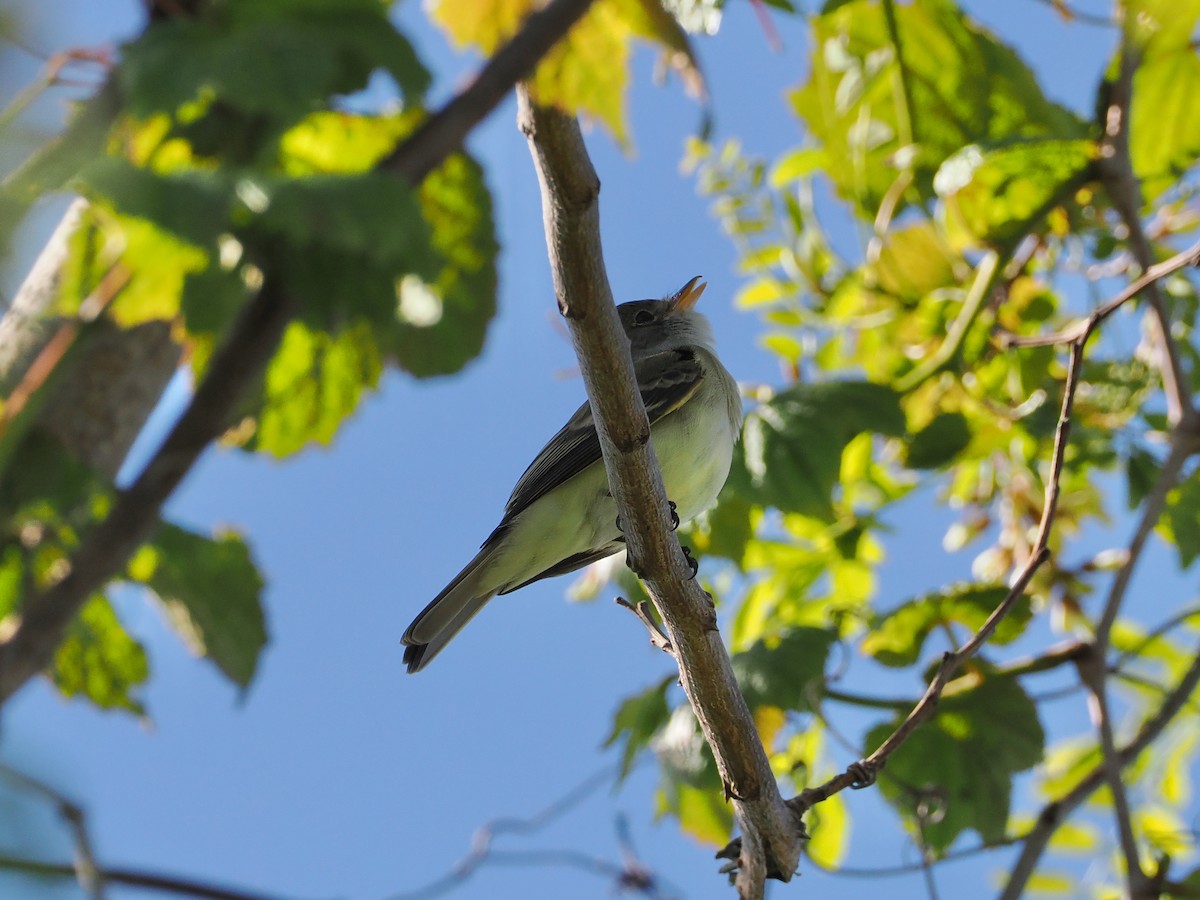 Willow Flycatcher - ML636697555