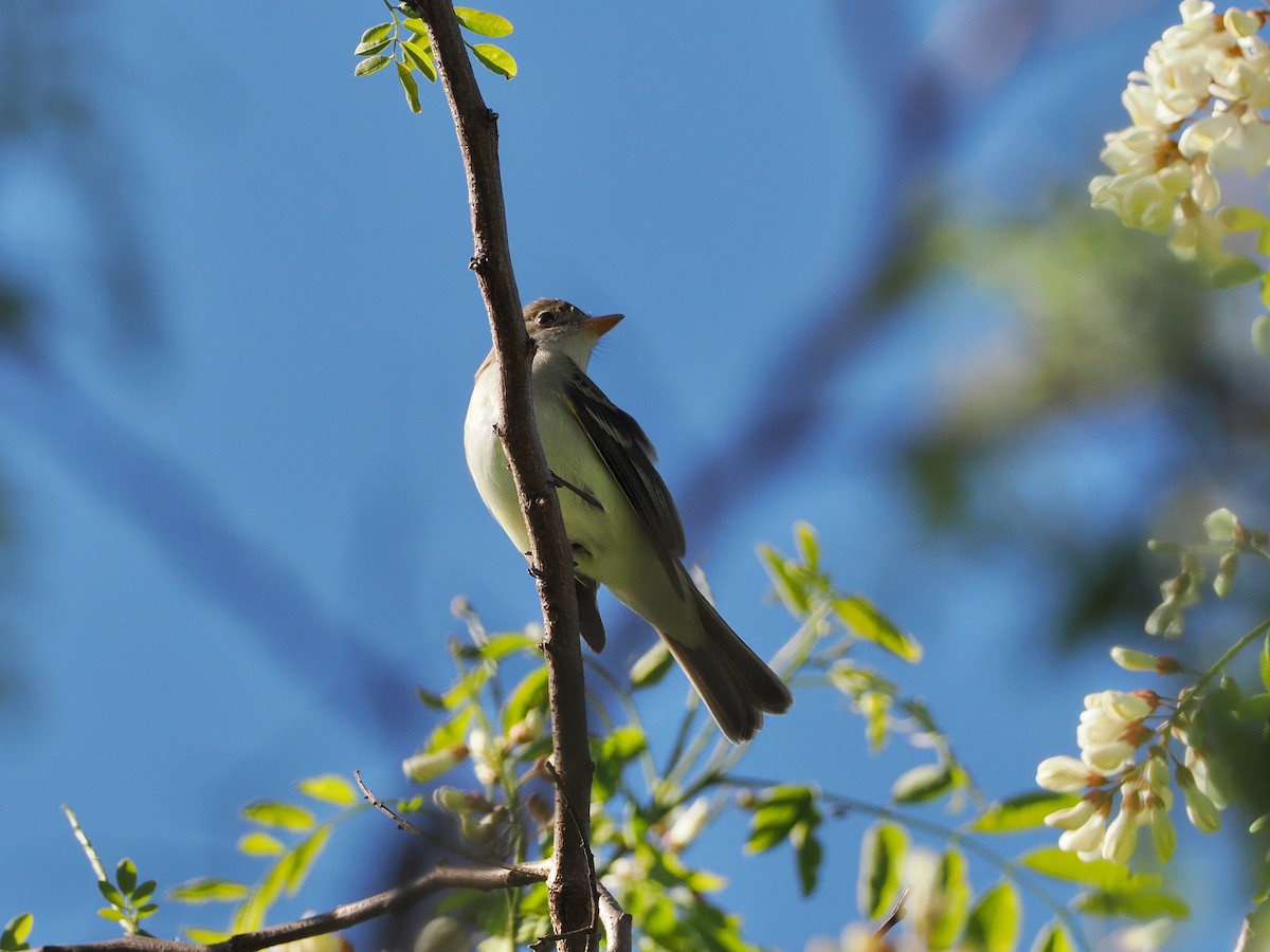 Willow Flycatcher - ML636697556