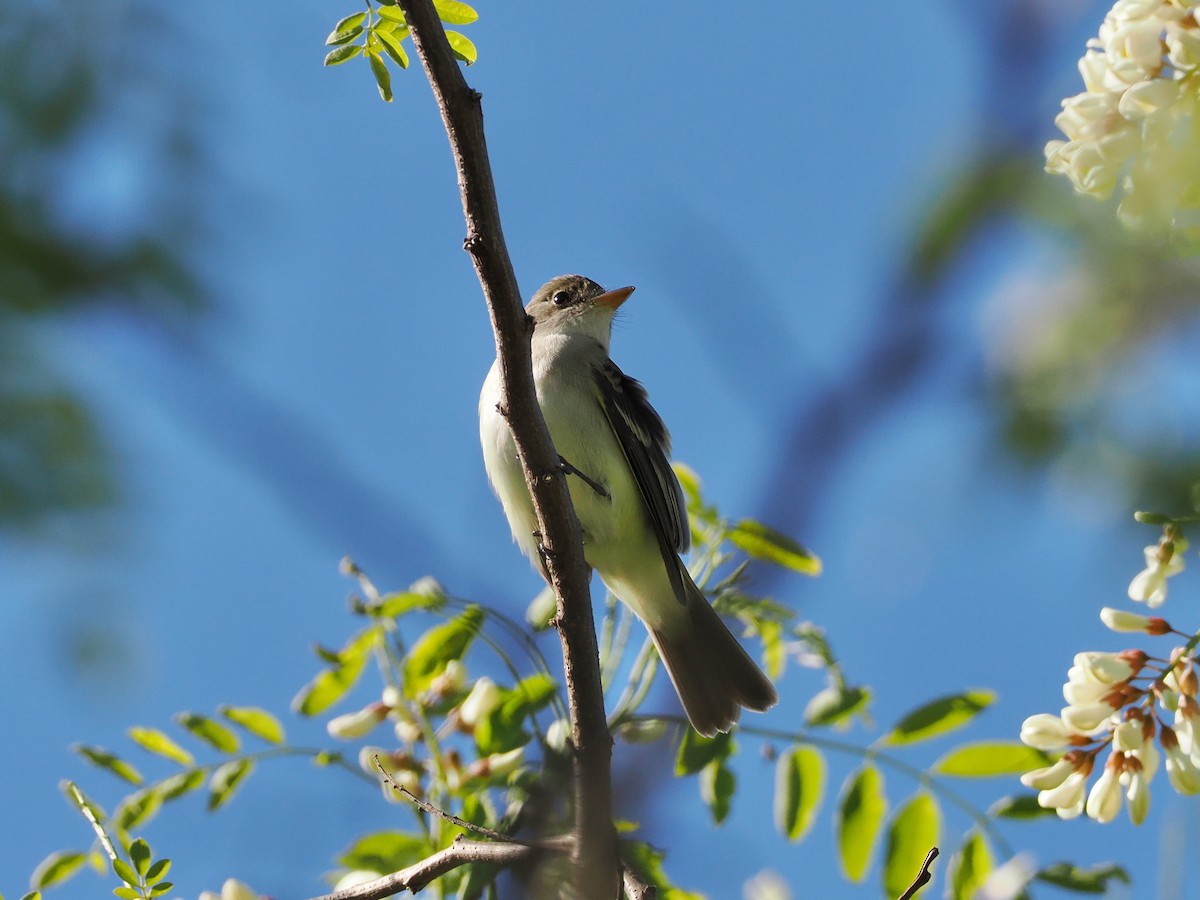 Willow Flycatcher - ML636697557