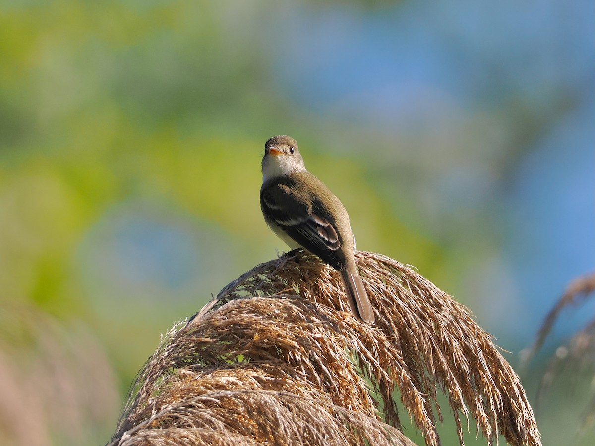 Willow Flycatcher - ML636697558