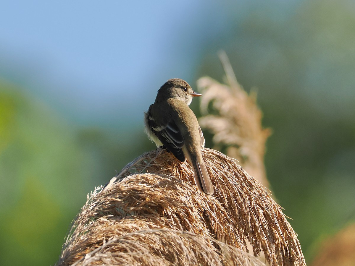 Willow Flycatcher - ML636697559