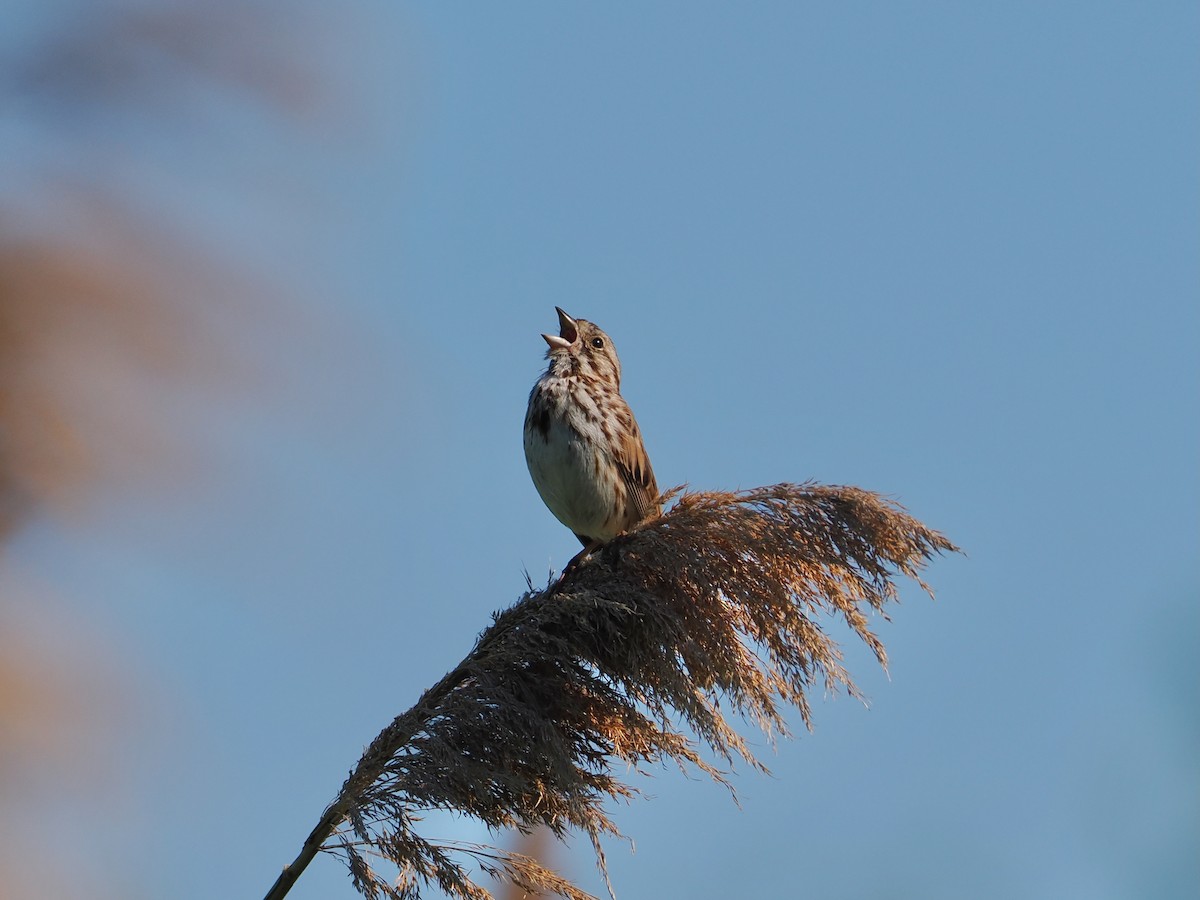 Song Sparrow - ML636697575