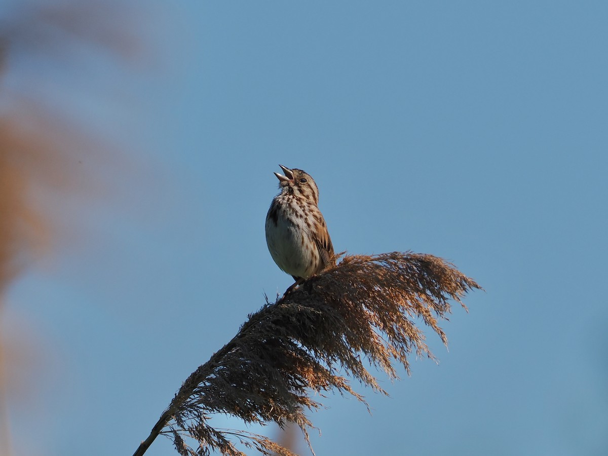 Song Sparrow - ML636697576