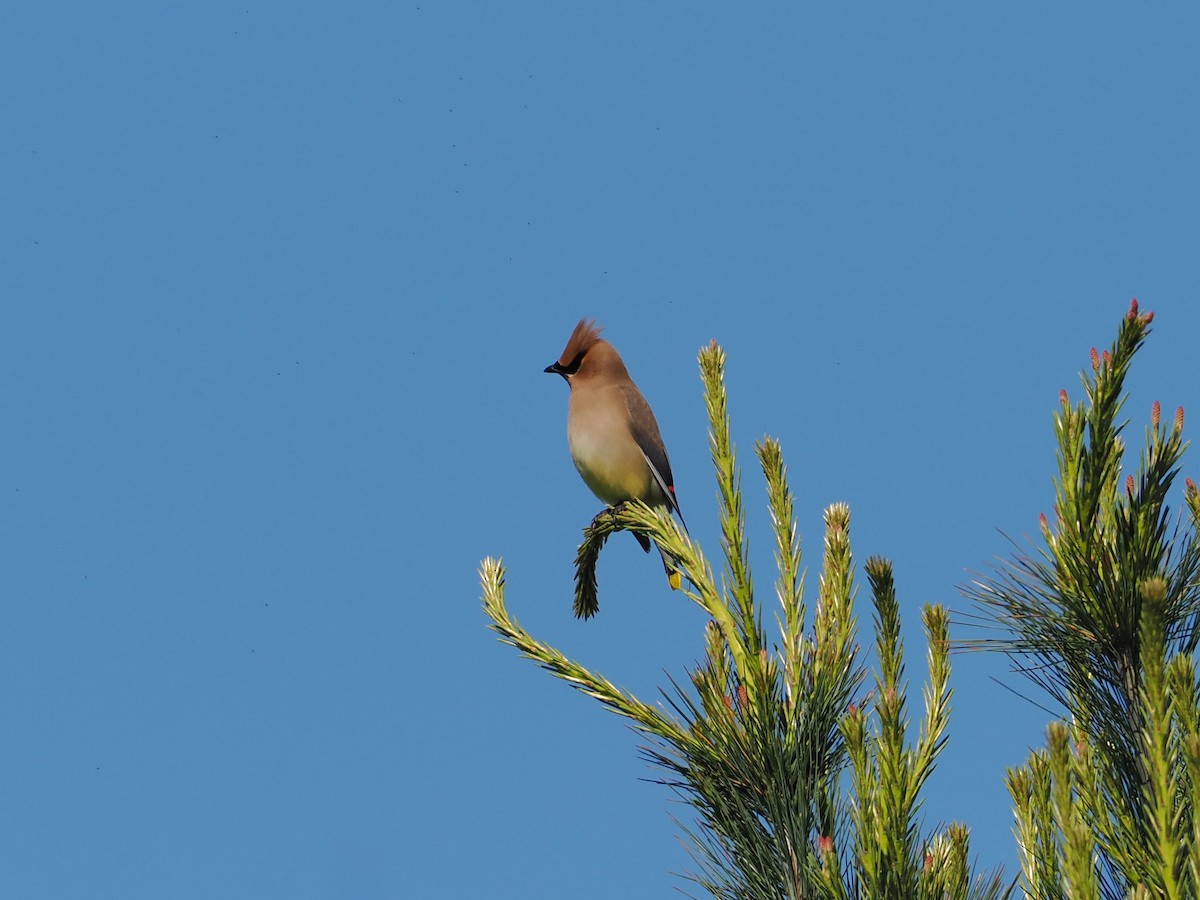 Cedar Waxwing - ML636697582