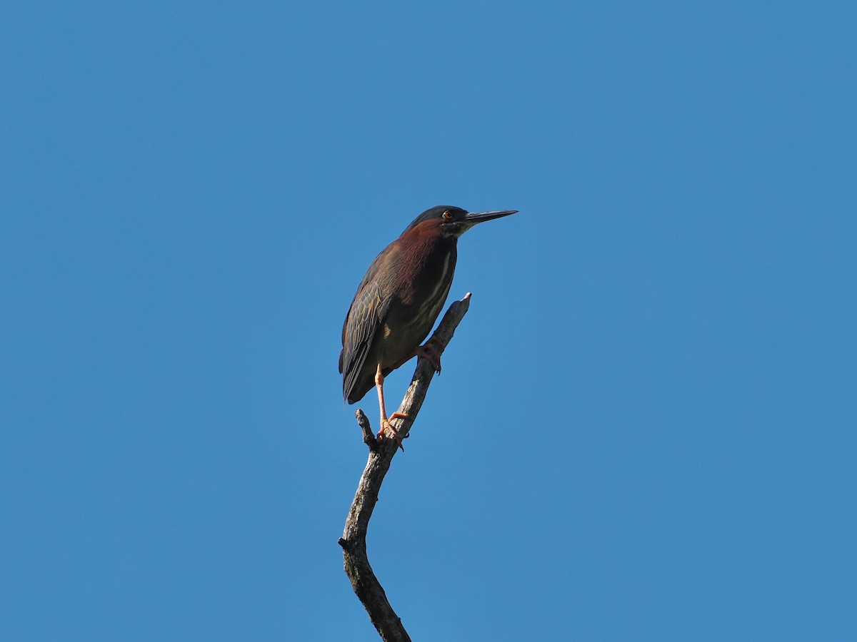 Green Heron - ML636697602