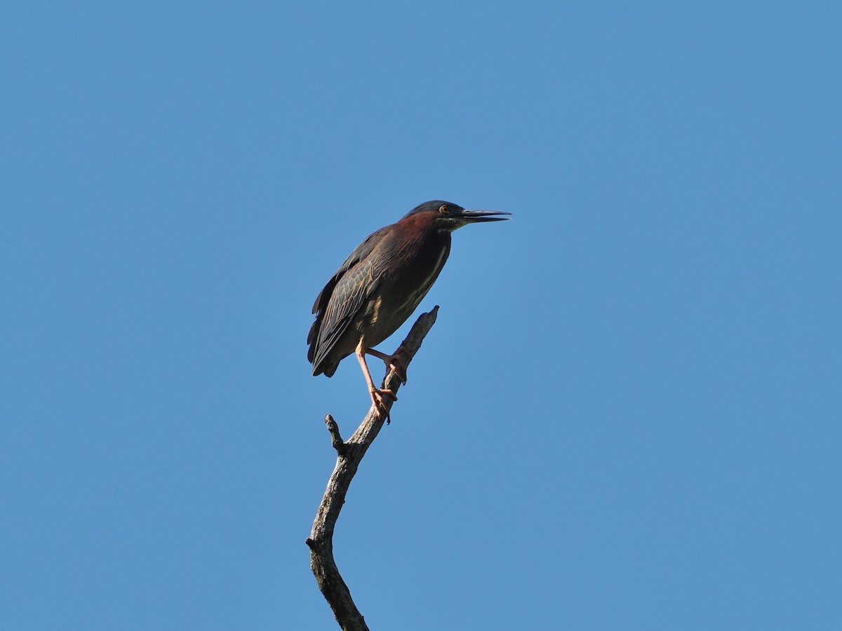 Green Heron - ML636697604
