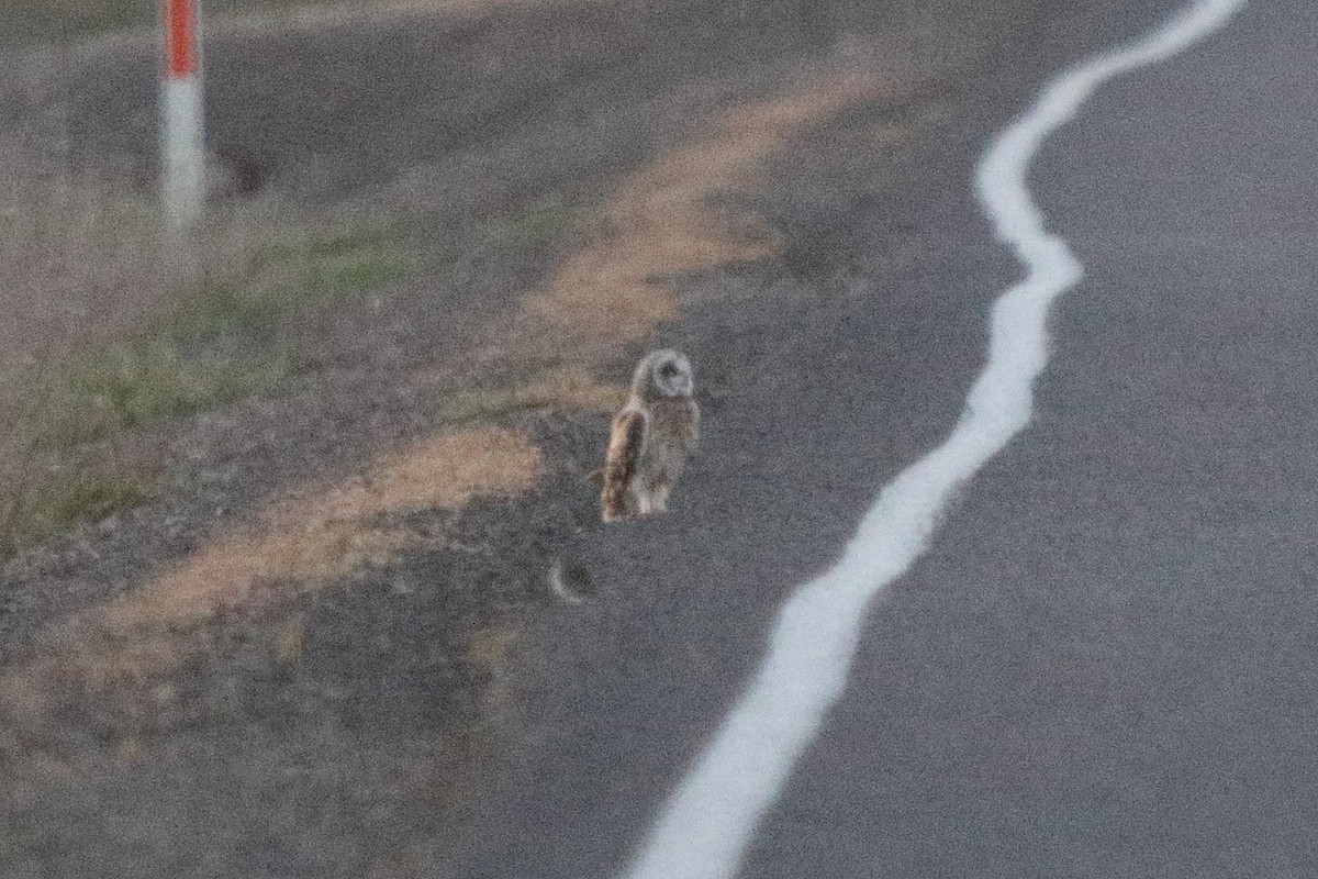 短耳鴞 - ML636697609