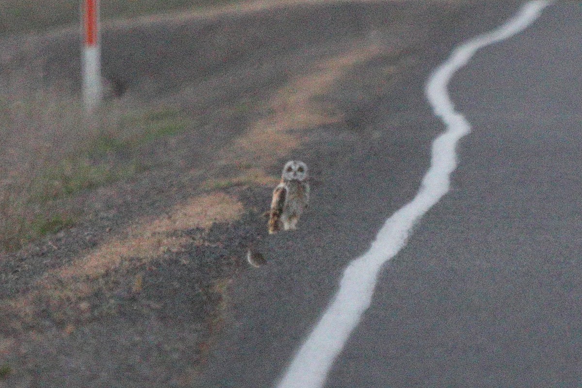 短耳鴞 - ML636697610