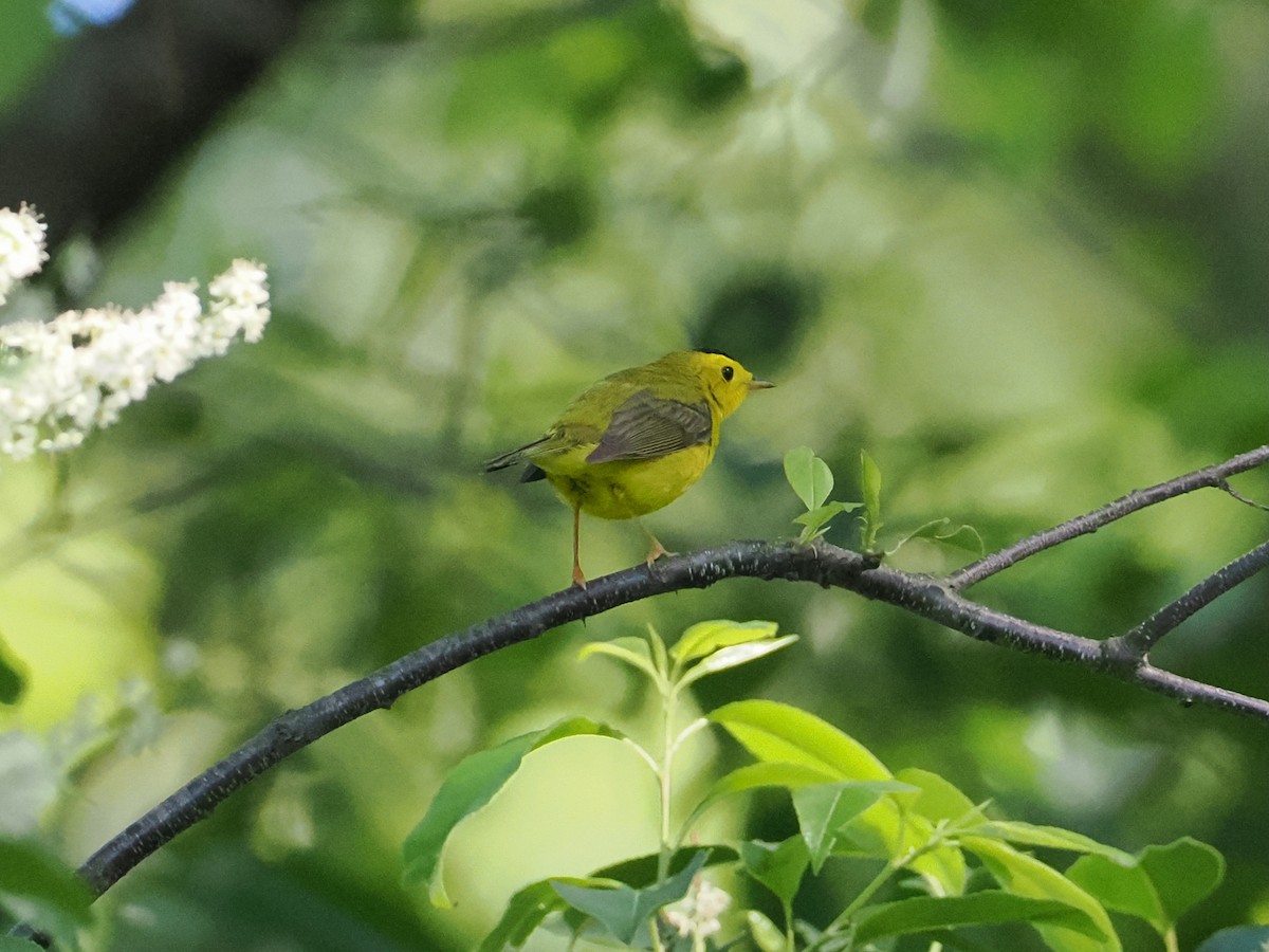 Wilson's Warbler - ML636697614