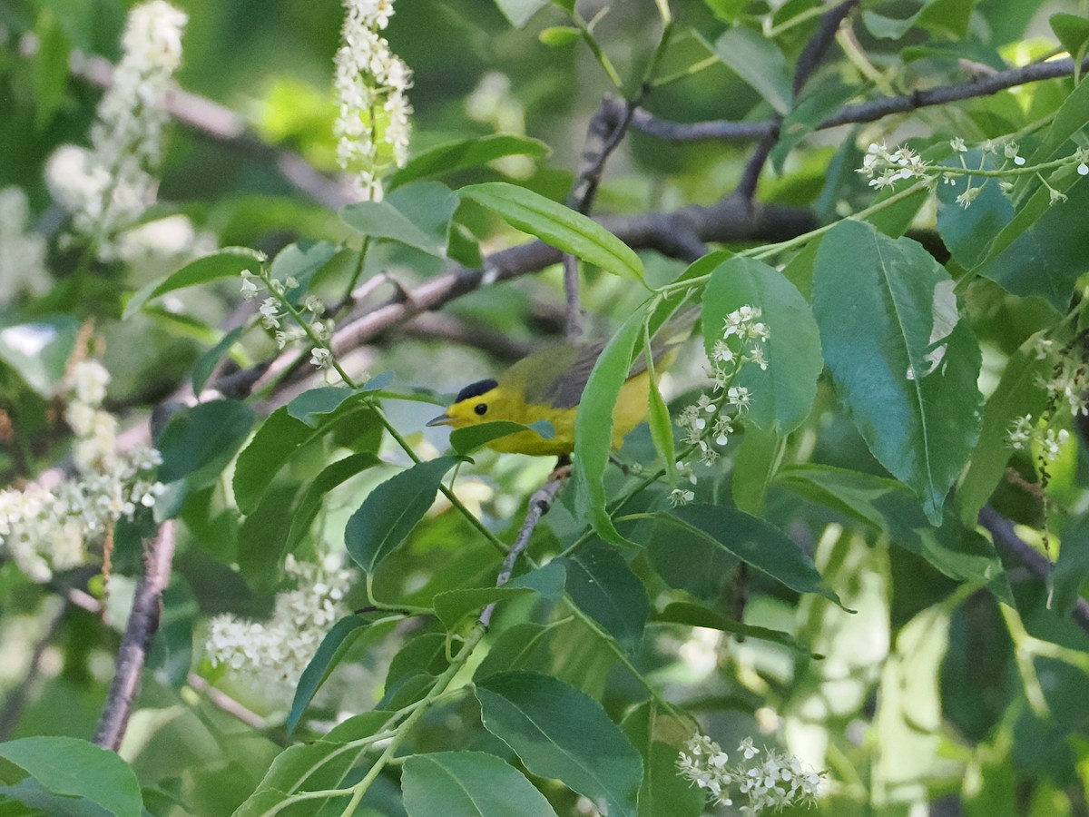 Wilson's Warbler - ML636697615