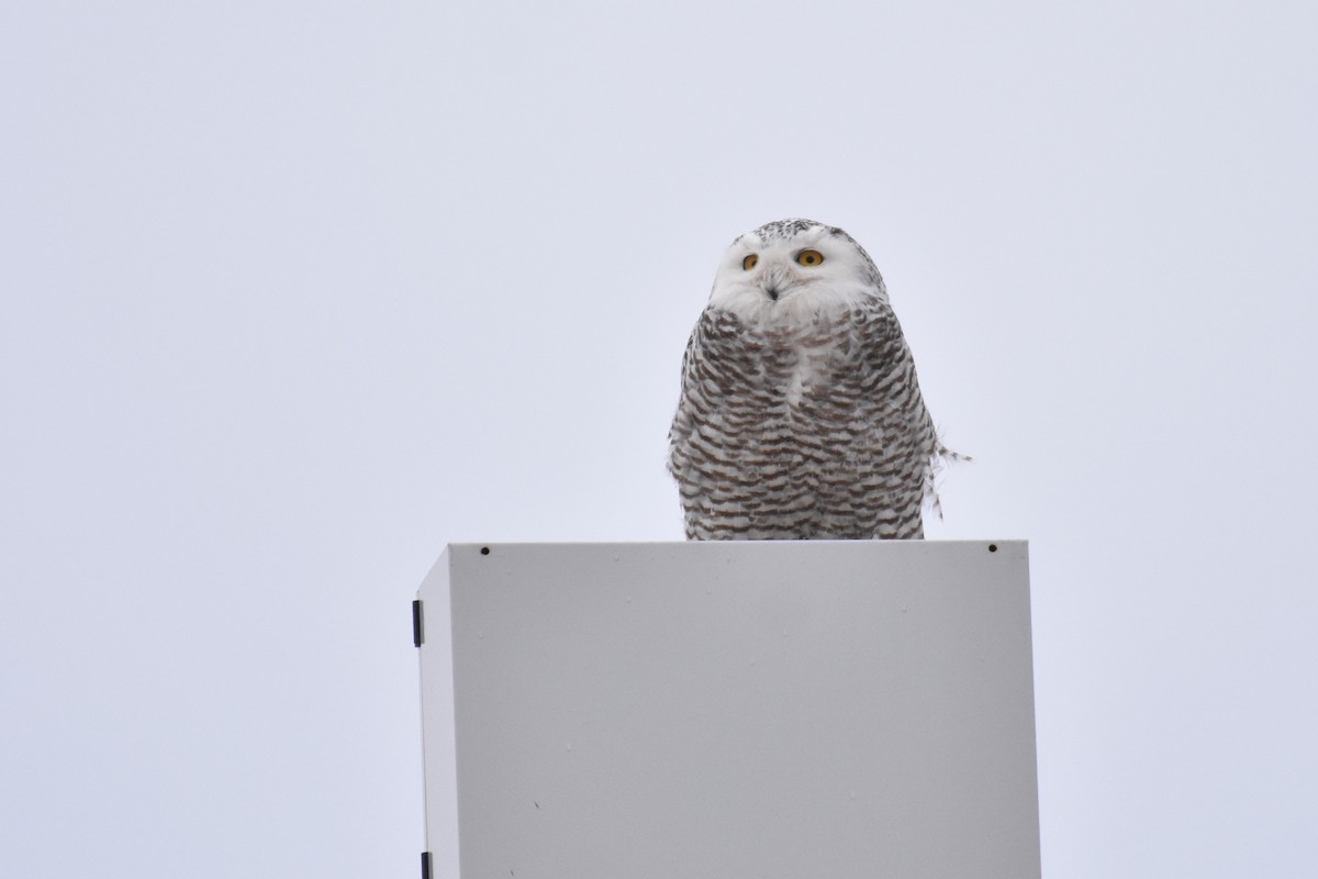 Snowy Owl - Geoffrey Clarke