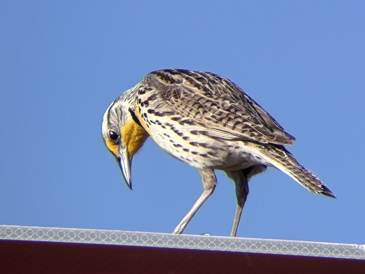 Western Meadowlark - ML636697653