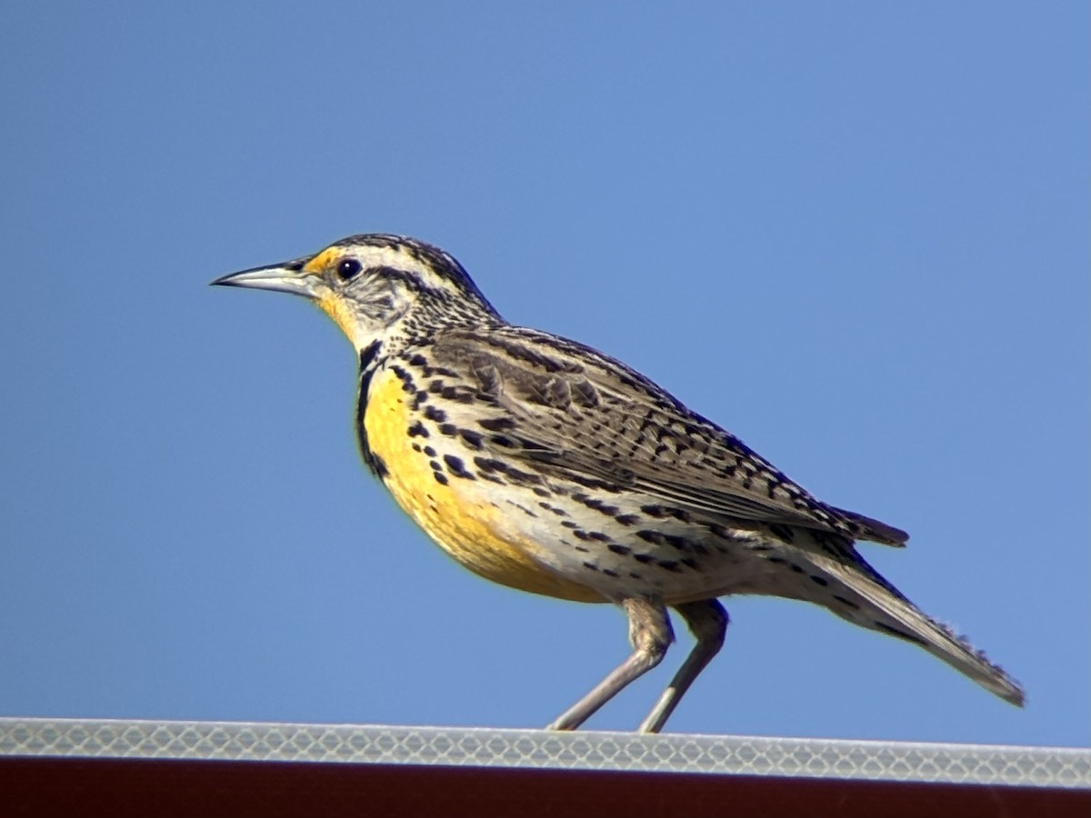 Western Meadowlark - ML636697654