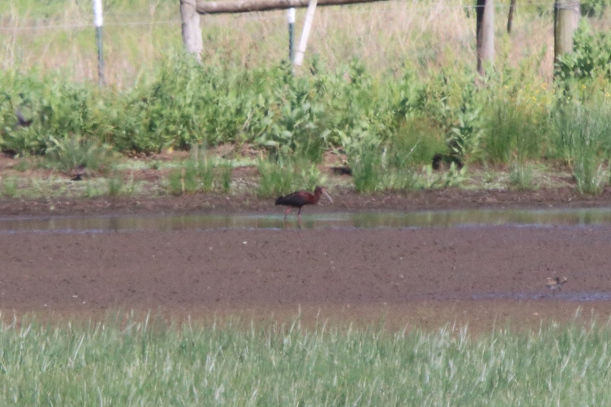 White-faced Ibis - ML636697656