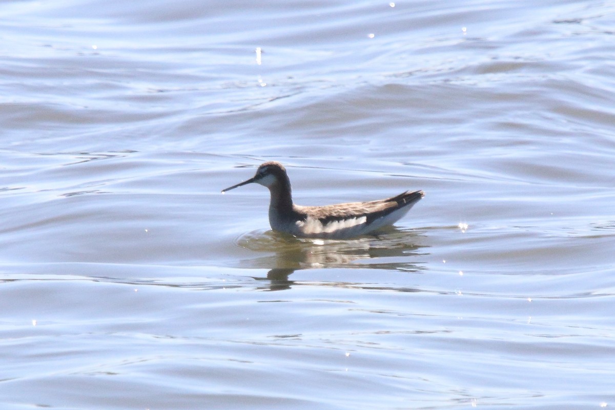 Wilson's Phalarope - ML636697664