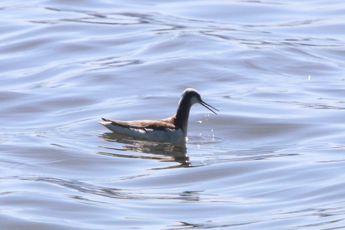 Wilson's Phalarope - ML636697665