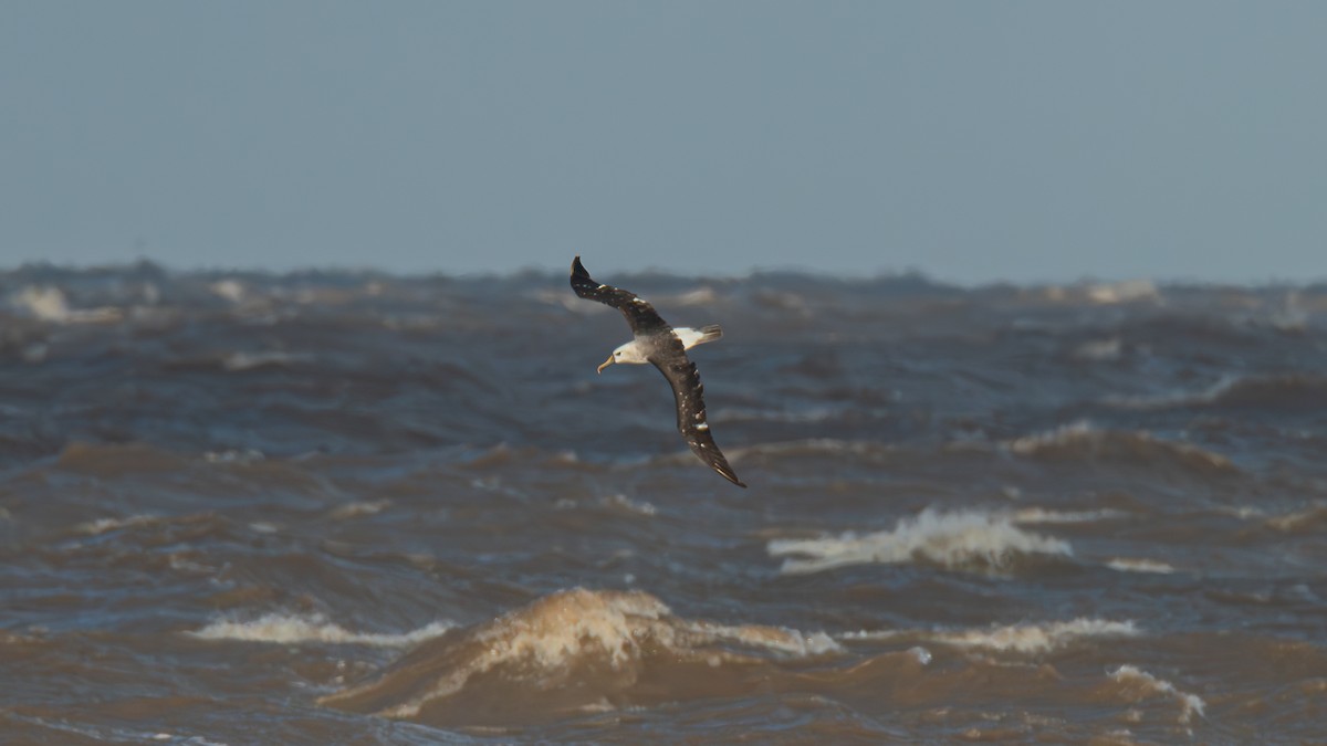 Albatros Picofino Atlántico - ML636697678