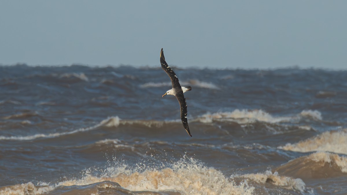 Albatros Picofino Atlántico - ML636697679