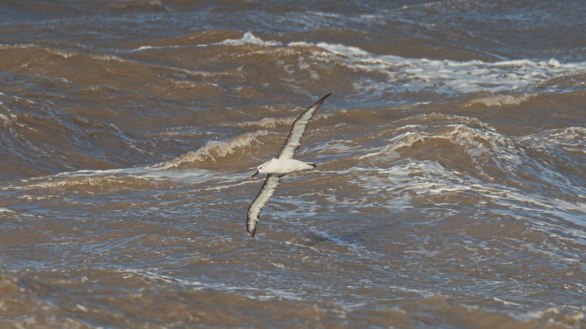 Albatros Picofino Atlántico - ML636697680