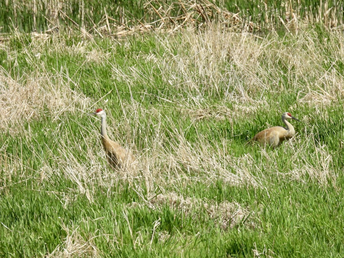 Sandhill Crane - ML636697756