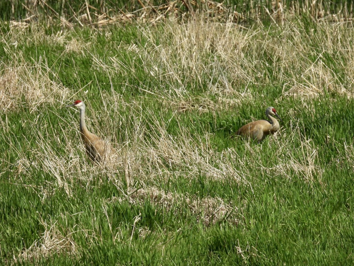 Sandhill Crane - ML636697757