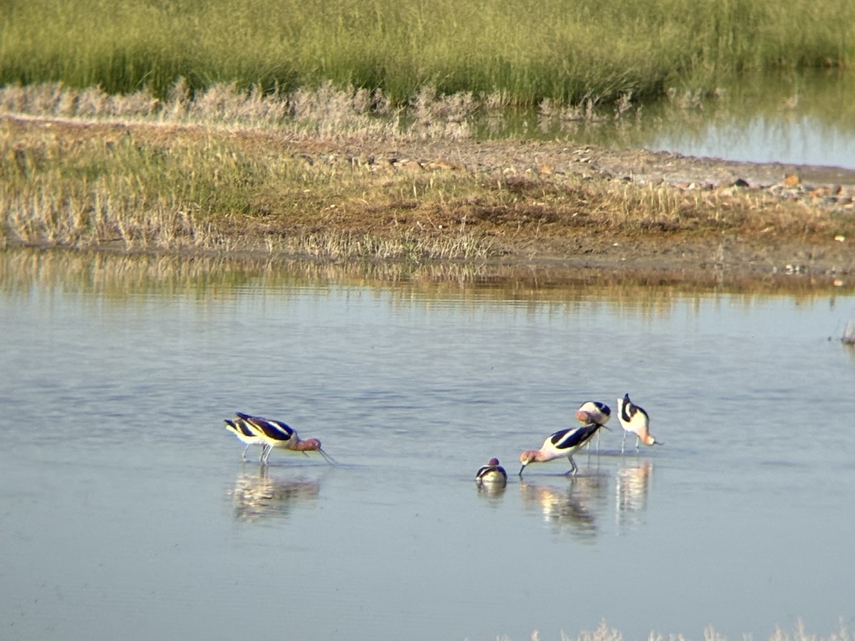 American Avocet - ML636697760