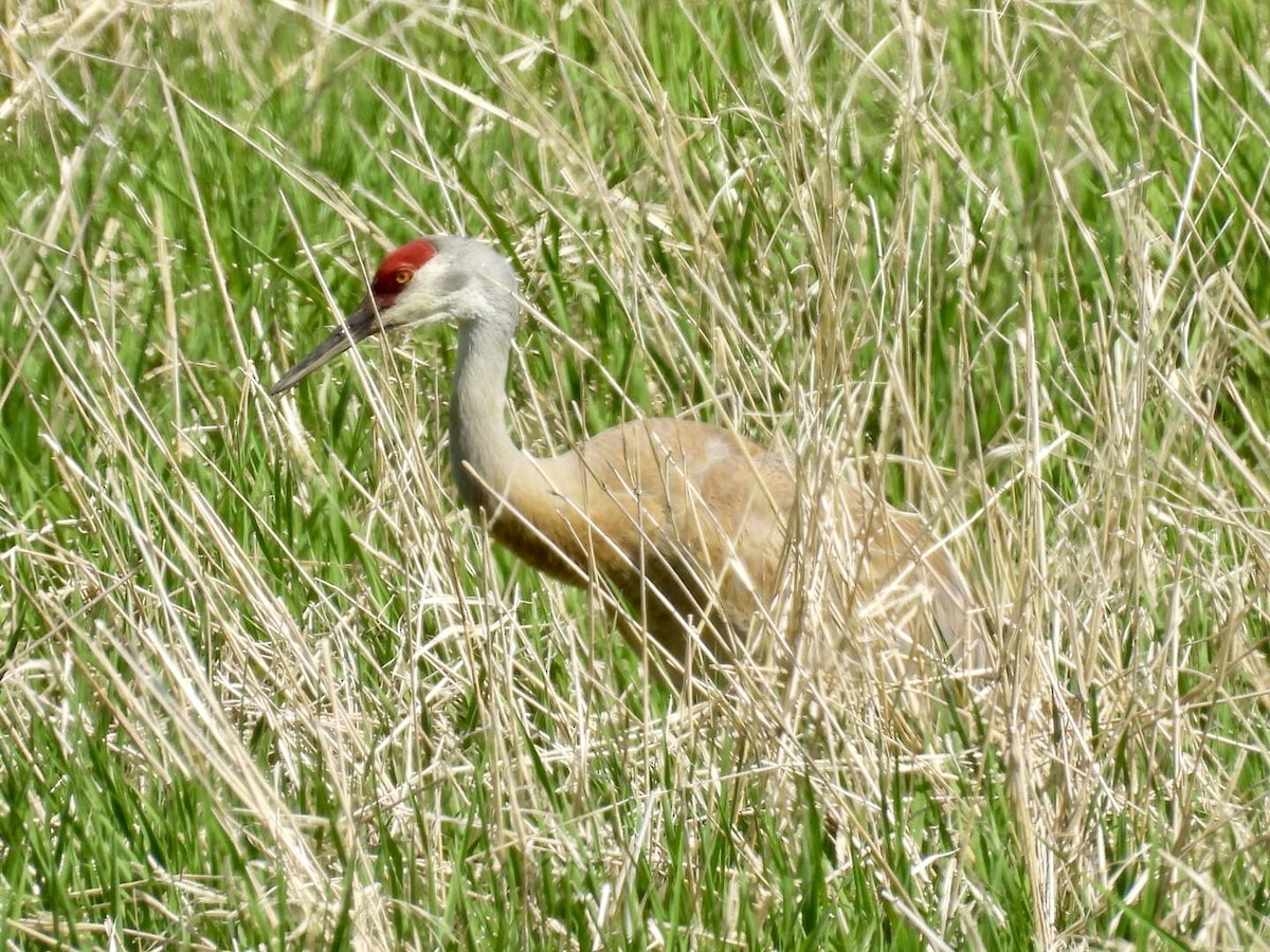 Sandhill Crane - ML636697767