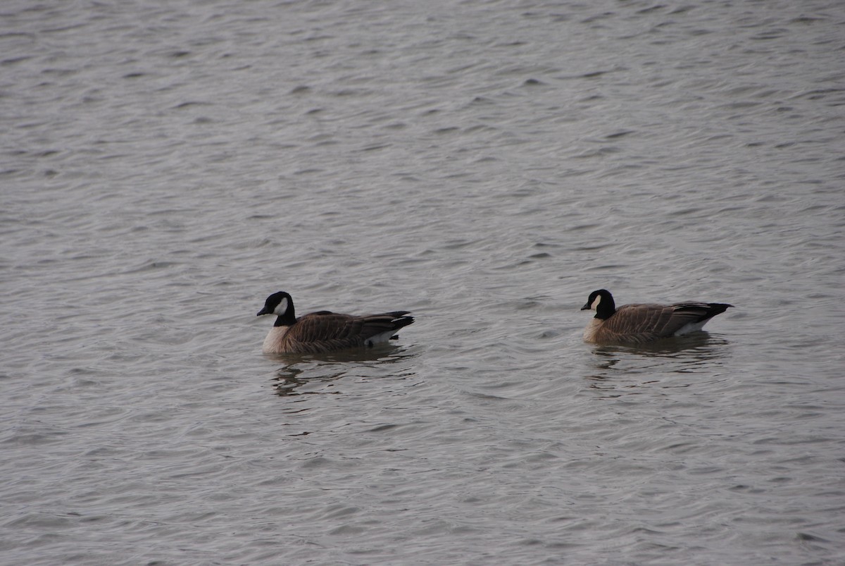 Cackling Goose - ML636697775