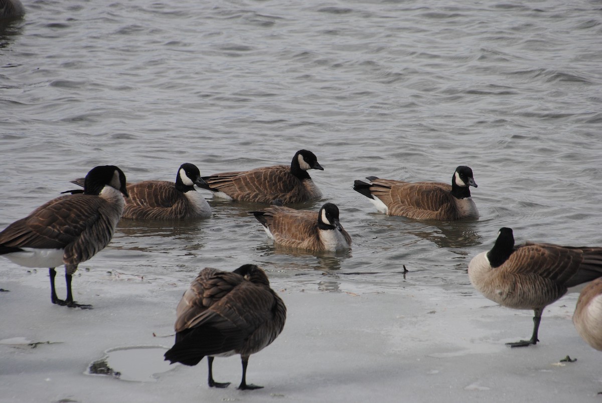 Cackling Goose - ML636697790