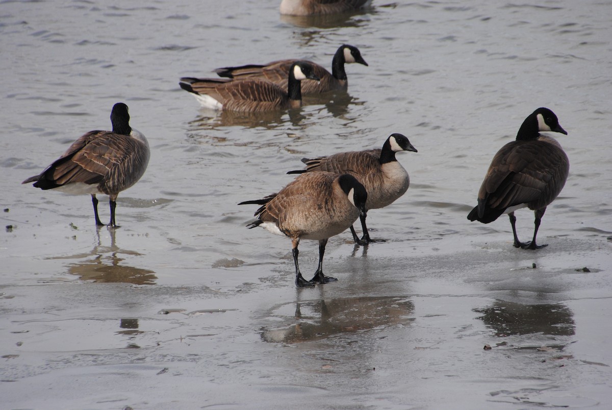 Cackling Goose - ML636697791