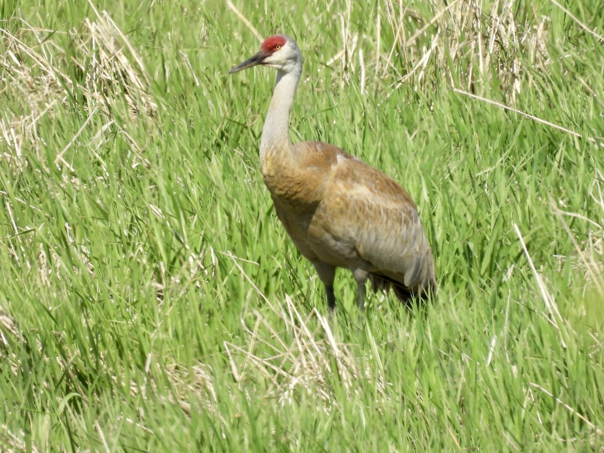 Sandhill Crane - ML636697801