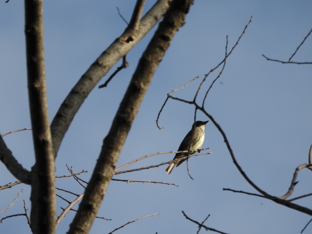 Olive-sided Flycatcher - ML636697911