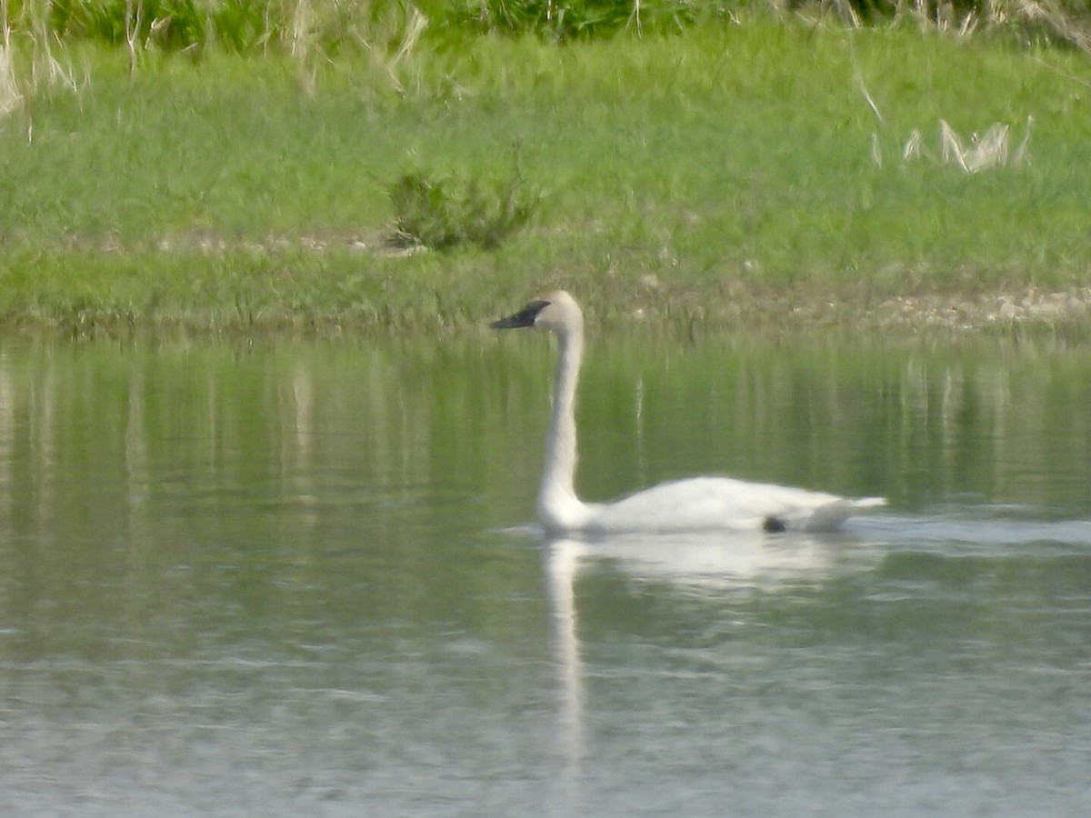Trumpeter Swan - ML636697927