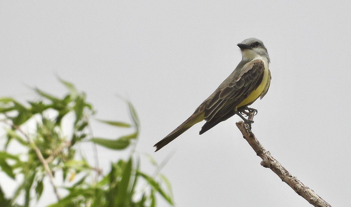 Tropical Kingbird - ML636697956