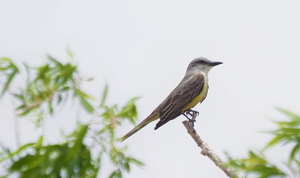 Tropical Kingbird - ML636697960