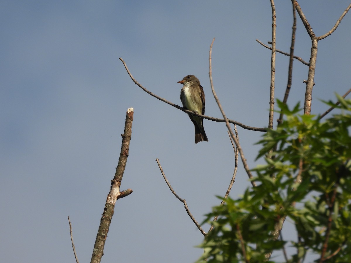 Olive-sided Flycatcher - ML636697974