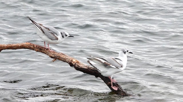 Mouette de Bonaparte - ML636698037