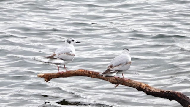 Mouette de Bonaparte - ML636698038