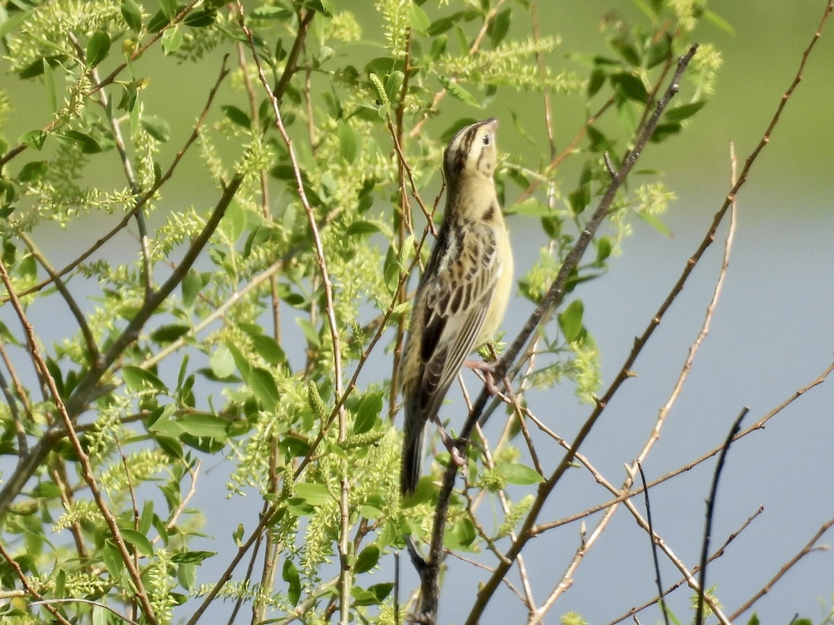 Bobolink - ML636698133