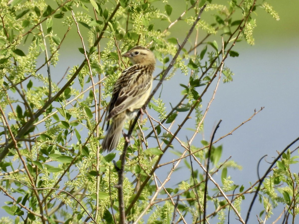 Bobolink - ML636698134