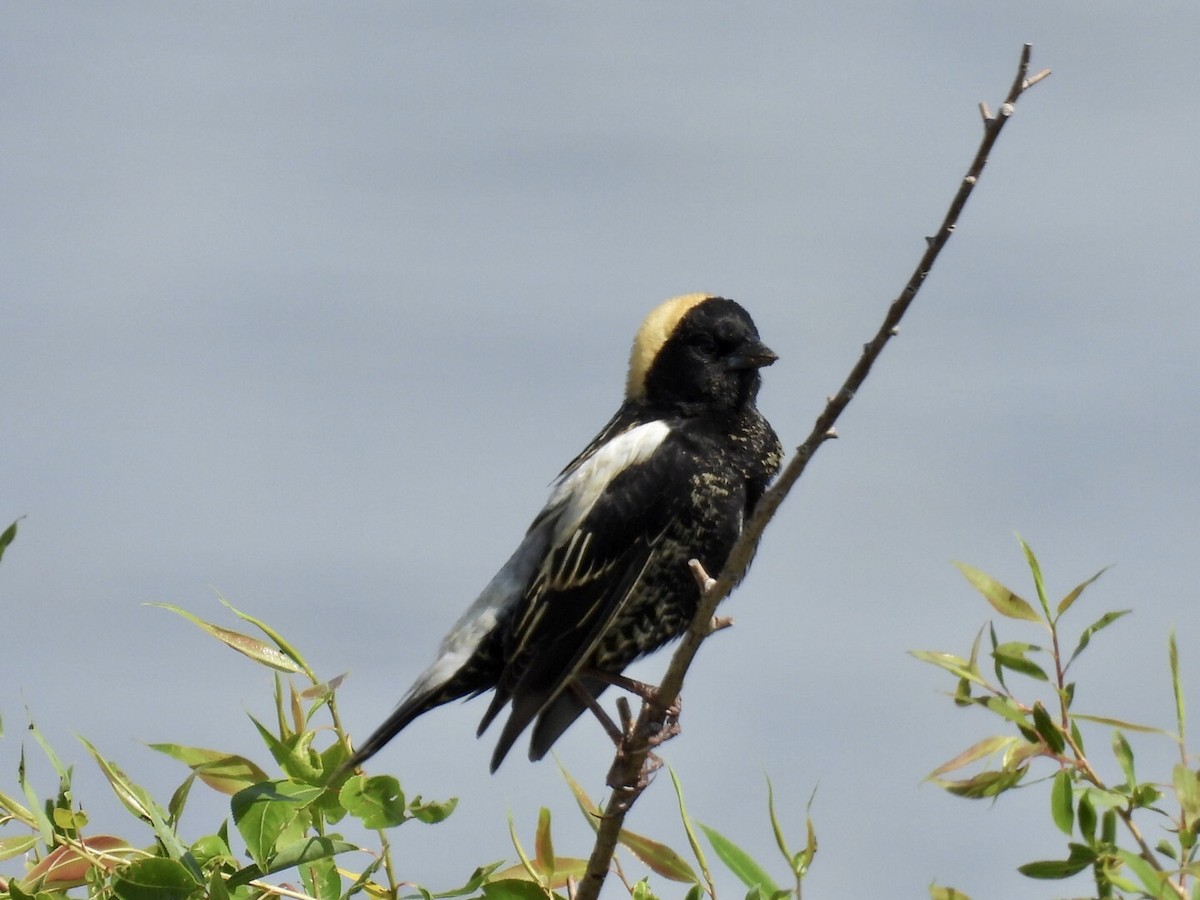 Bobolink - ML636698135