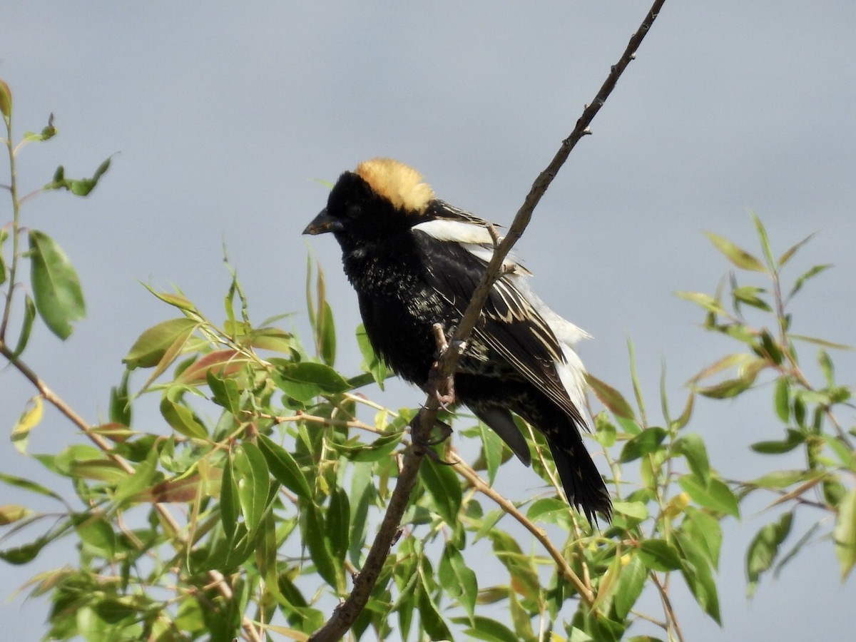 Bobolink - ML636698136