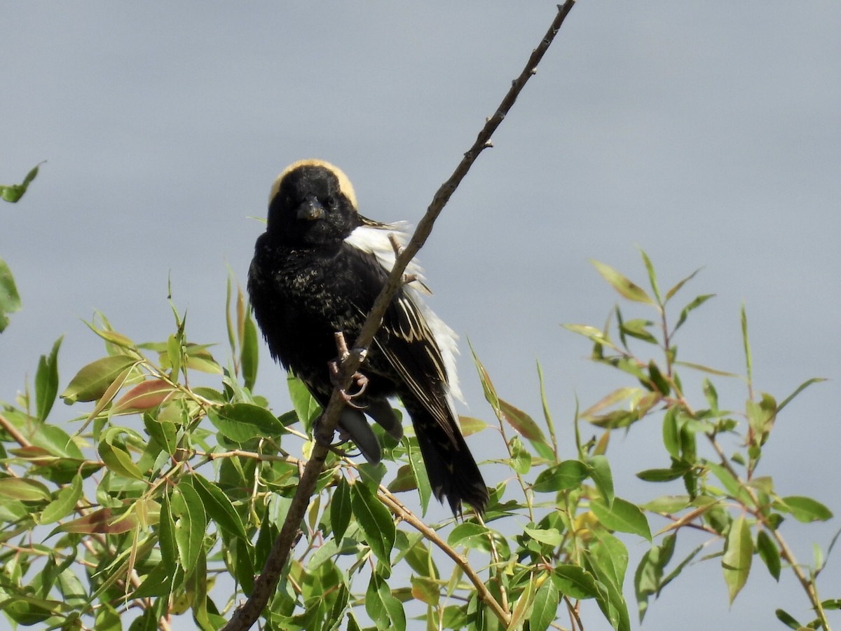 Bobolink - ML636698137