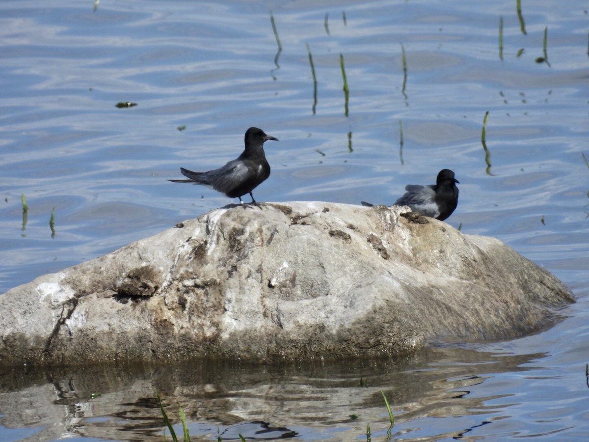 Black Tern - ML636698216