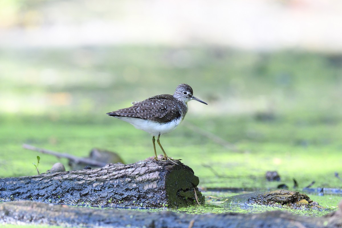 Solitary Sandpiper - ML636698259