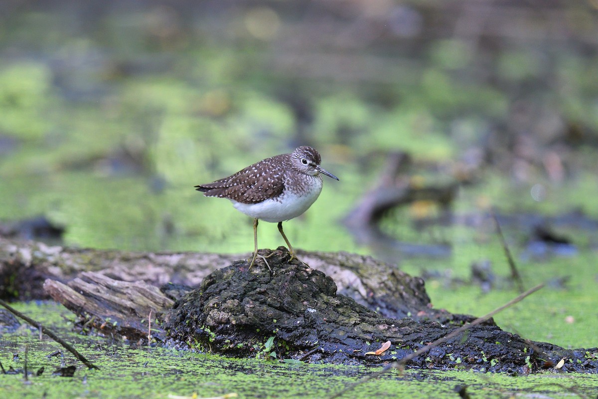 Solitary Sandpiper - ML636698261