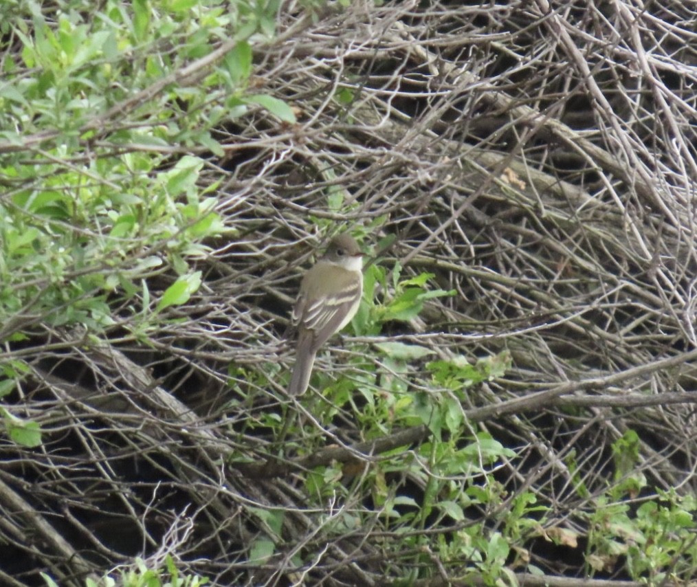 Willow Flycatcher - ML636698283